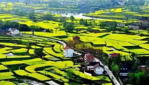 汉中油菜花海