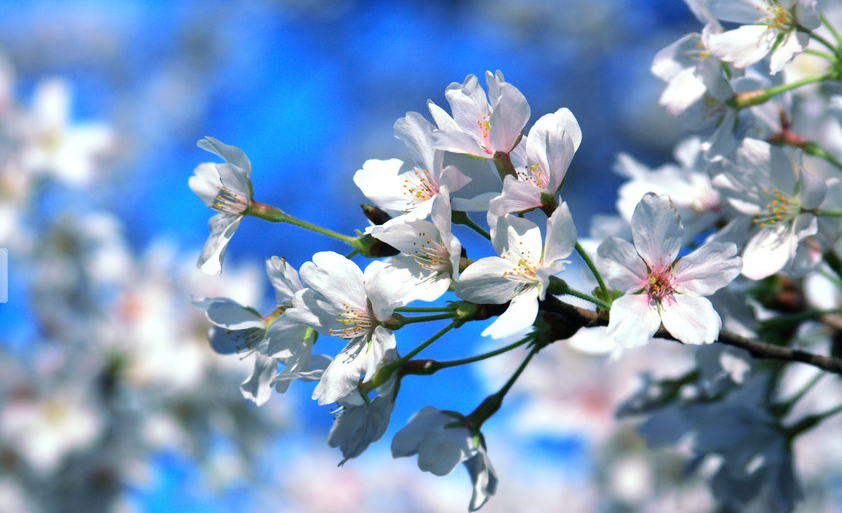 清明踏青去青龙寺看樱花